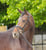 Annuncio cavallo