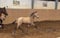 Annuncio cavallo