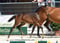 Horse ad