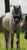 Horse ad