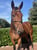 Horse ad