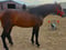 Anuncio de caballos