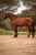 Horse ad