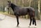 Horse ad