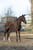 Horse ad