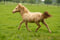 Annuncio cavallo