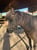 Horse ad