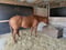 Horse ad