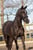 Annuncio cavallo