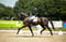 Annuncio cavallo