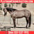 Horse ad