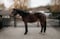 Horse ad