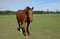 Horse ad