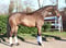 Horse ad