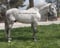 Horse ad
