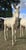 Annonce cheval