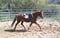 Horse ad