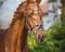 Annonce cheval