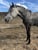 Annonce cheval