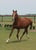 Annuncio cavallo