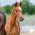 Horse ad