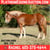 Horse ad