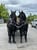 Horse ad