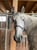 Horse ad