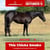 Paardadvertentie