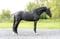 Horse ad
