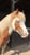 Horse ad