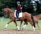 Annuncio cavallo
