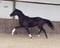 Annuncio cavallo