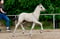 Annuncio cavallo