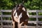Annonce cheval