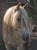 Horse ad