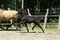 Annuncio cavallo