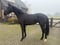 Horse ad