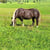 Pferdeinserat