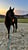 Annuncio cavallo