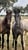 Horse ad