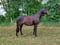 Horse ad