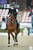 Annuncio cavallo