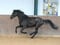 Horse ad