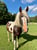 Annuncio cavallo