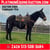 Horse ad