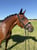 Horse ad