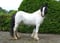 Annonce cheval