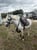 Annonce cheval