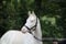 Annuncio cavallo